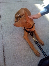 Harnessed for an outing