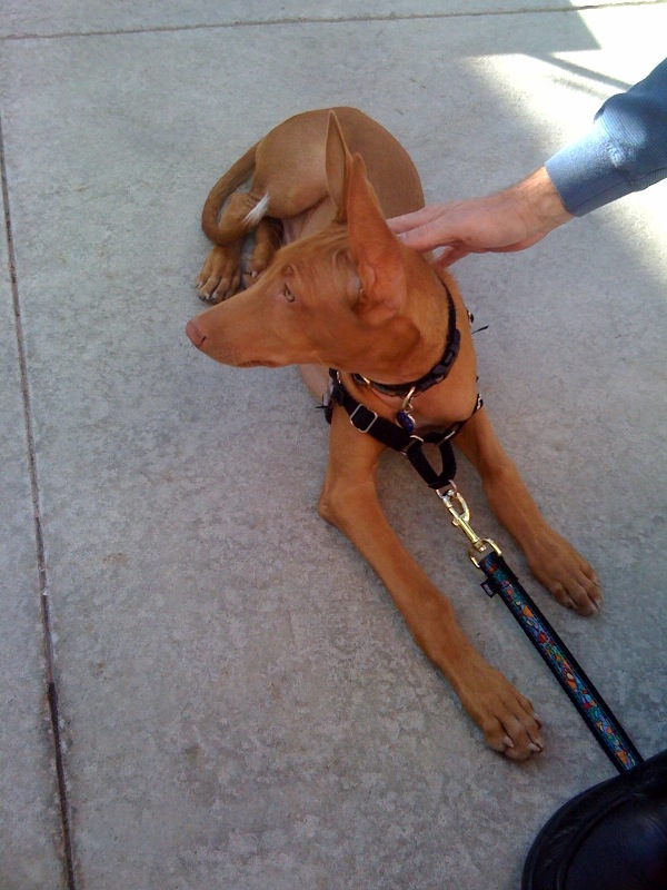 Harnessed for an outing