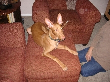 Comfy on the Ottoman