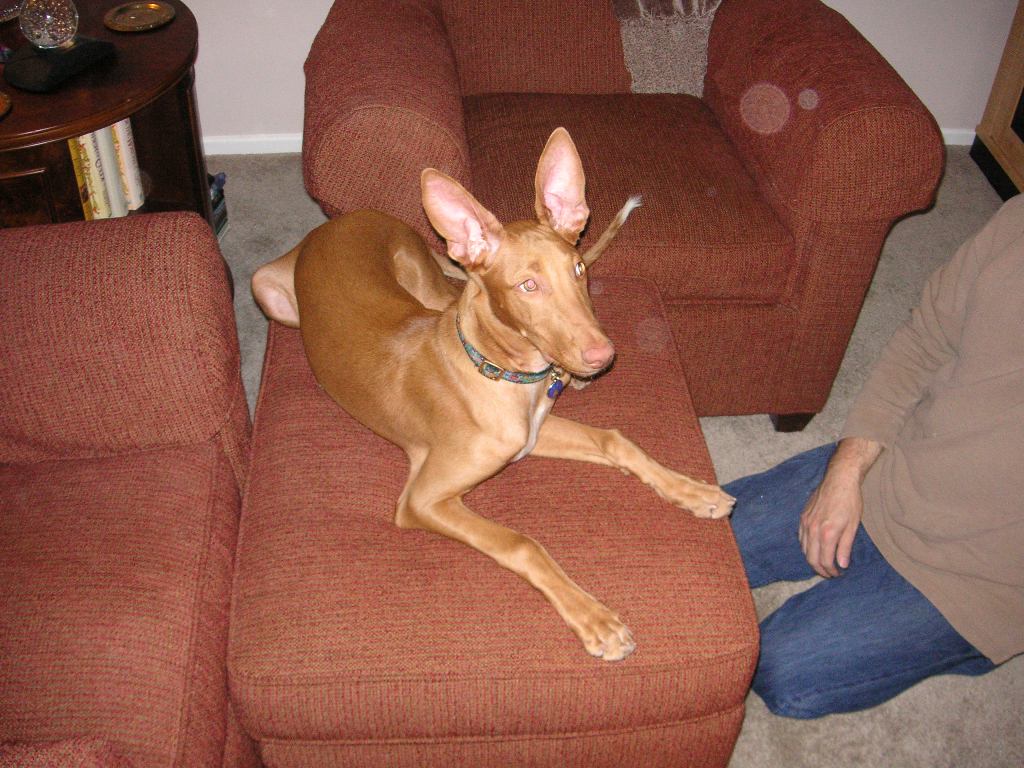 Comfy on the Ottoman