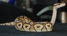 jim cobra