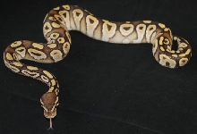 Jim