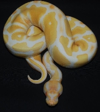 08 male albino