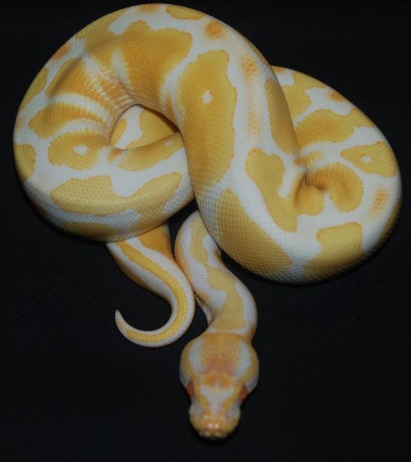 08 male albino