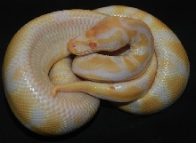 08 male albino