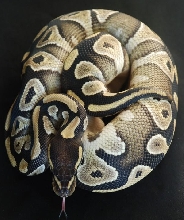 "Pammie" 08 mojave