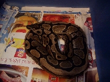 TSK Axanthic Male