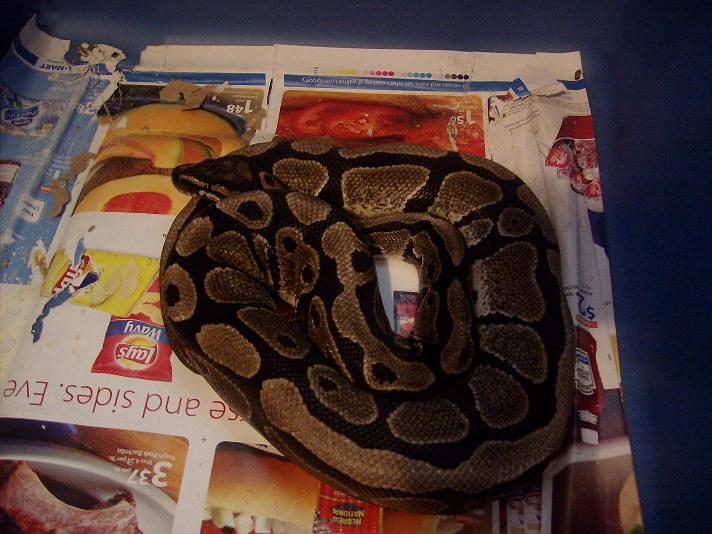 TSK Axanthic Male