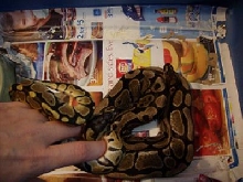 TSK Axanthic compaired to normal