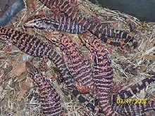 Argentine Red Tegus