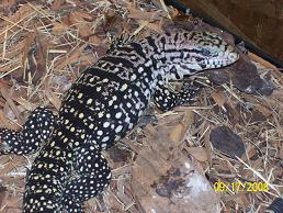 Rgentine Blk and White Tegus