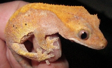 crested