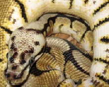 bee closeup