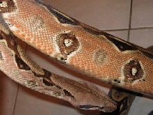Orange and pink boa