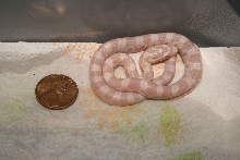 Baby Corn