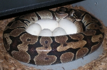 5 eggs 3-12-08