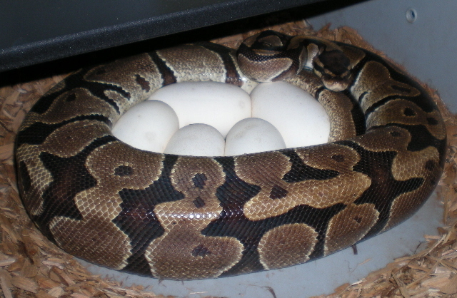 5 eggs 3-12-08