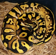 pastel sugar yb