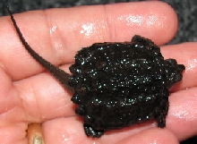 baby snapper