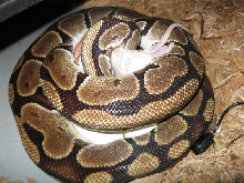 feeding while sitting on eggs