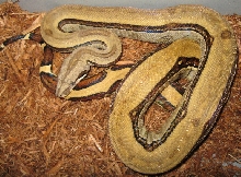 Swedish line reverse stripe jungle