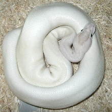 Ivory BP
