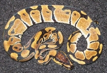 vanfmle