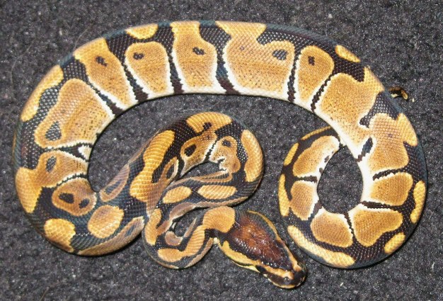 vanfmle