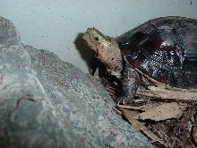 Clyde
