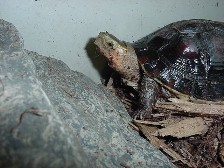 Clyde