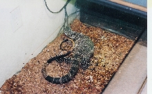 Lace  Monitor
