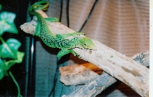 Green Tree Monitor