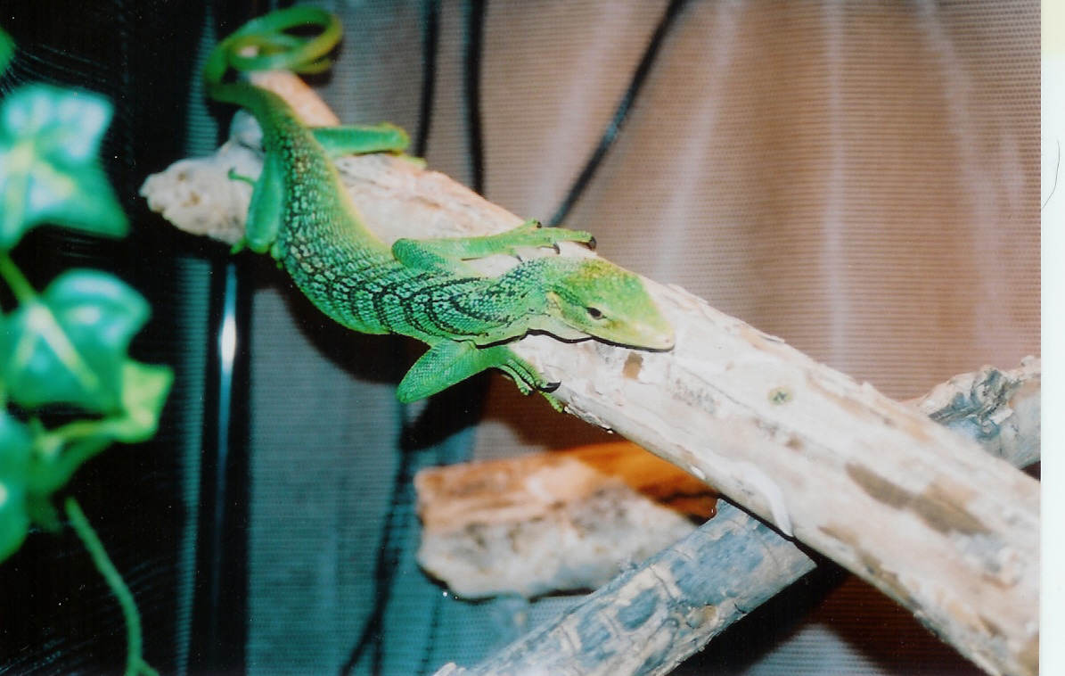 Green Tree Monitor