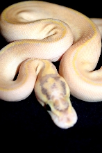 Female Ivory