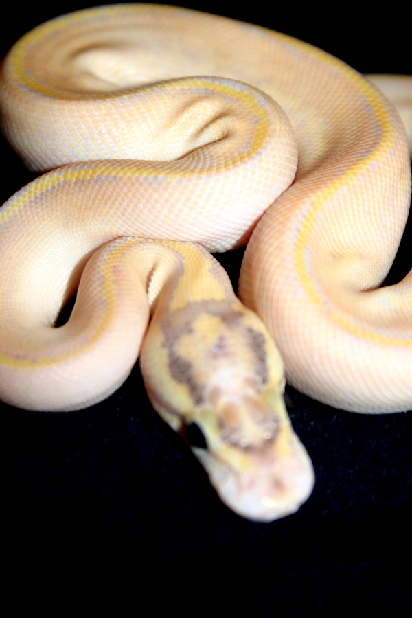 Female Ivory