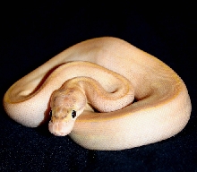 Male Ivory