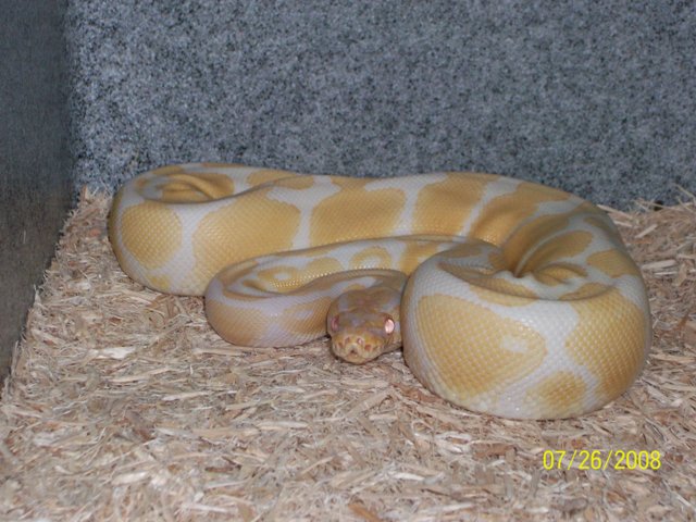 albino female