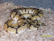 bumblebee female