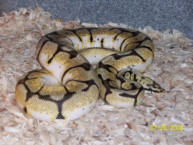 bumblebee female