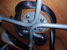 Under the kitchen chair..