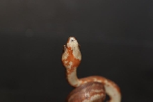 Dominican mountain boa