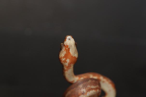 Dominican mountain boa