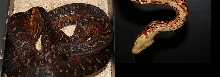 Dominican mountain boa2