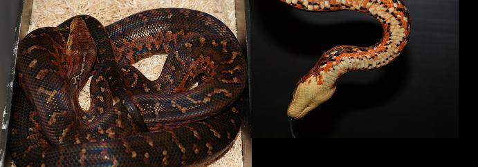 Dominican mountain boa2