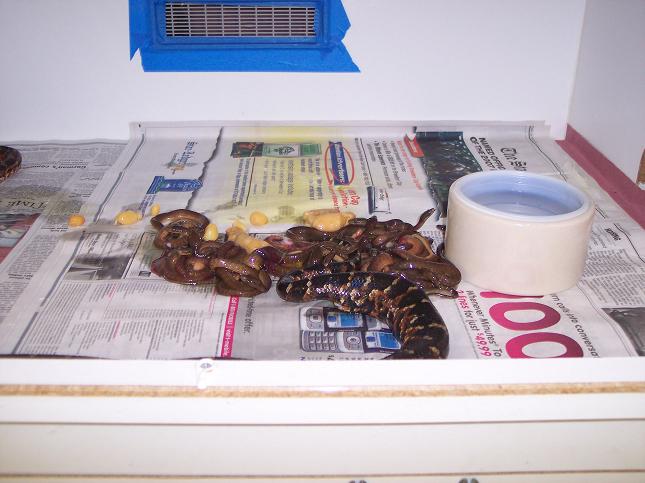Dominican having babies!