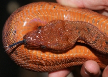 Dominican Red Mountain Boa