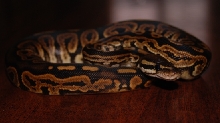 Cocoa