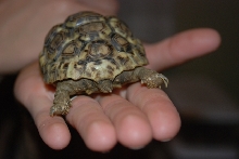 tort butt