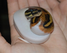 New Friends 4