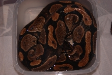 Water Dish